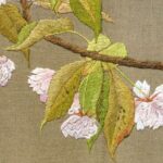 八重桜 ヤエザクラ Double cherry-blossoms 八重桜 ヤエザクラ Double cherry-blossoms