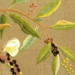 洋種山牛蒡 ヨウシュヤマゴボウ Inkberry 洋種山牛蒡 ヨウシュヤマゴボウ Inkberry