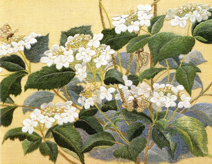 ノリウツギとウスバシロチョウ