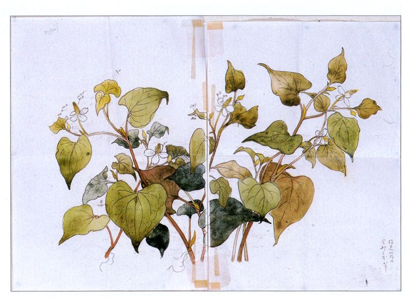 ドクダミ デッサン原画 画像