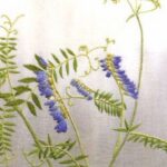 草藤 クサフジ Vicia Cracca 草藤 クサフジ Vicia Cracca