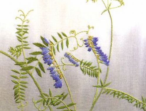 草藤　クサフジ　Vicia Cracca