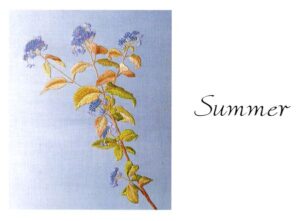 扉絵　Summer アマチャ