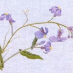 諸葛菜 ショカツサイ Chinese violet cress 諸葛菜 ショカツサイ Chinese violet cress
