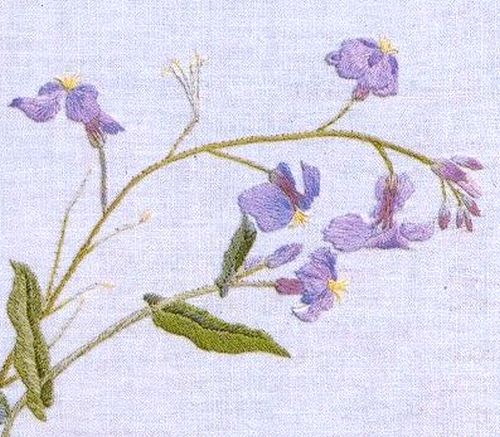 諸葛菜　ショカツサイ　Chinese violet cress
