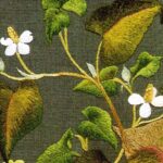 蕺草 ドクダミ Fish mint 蕺草 ドクダミ Fish mint