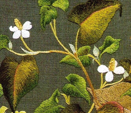 蕺草　ドクダミ　Fish mint