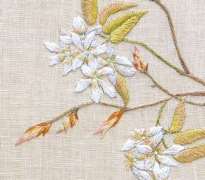 ザイフリボク　部分