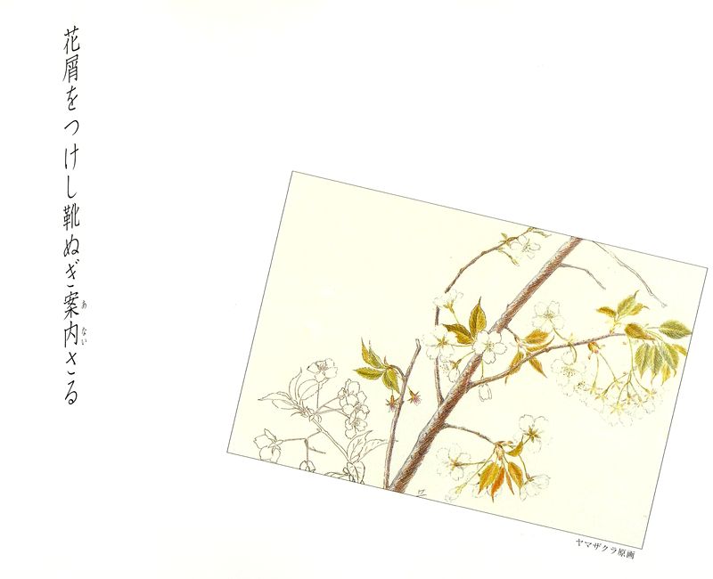 ヤマザクラ原画（タイトル）