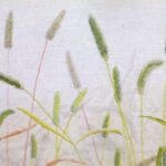 犬子草 エノコログザ Green foxtail 犬子草 エノコログザ Green foxtail