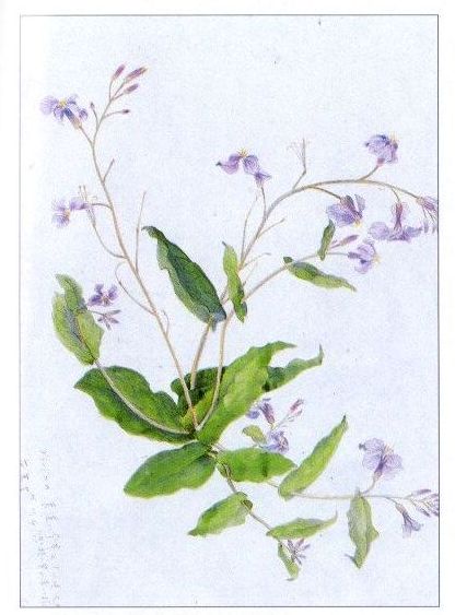 諸葛菜（デザイン原画） 