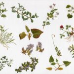 野の花刺繍 安部恭子 作品集Ⅳ 概要 野の花刺繍 安部恭子 作品集Ⅳ 概要