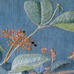 糊空木 ノリウツギ Peegee Hydrangea 糊空木 ノリウツギ Peegee Hydrangea